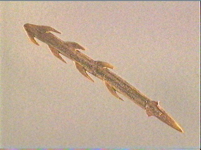Harpon (à deux rangs de barbelures)_2