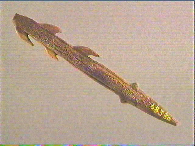 Harpon (à deux rangs de barbelures)_2