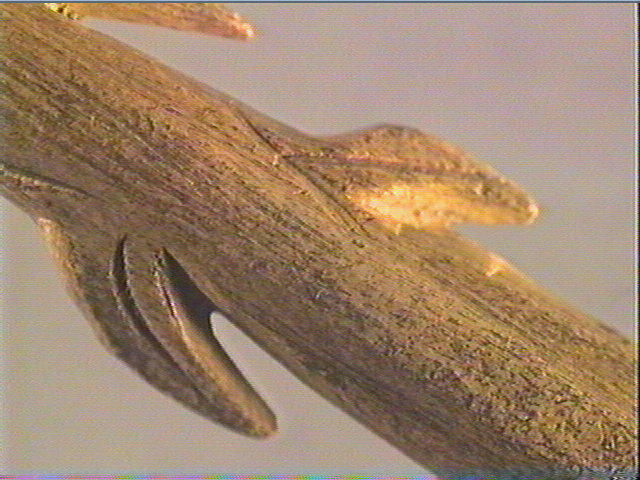 Harpon (à deux rangs de barbelures)_5