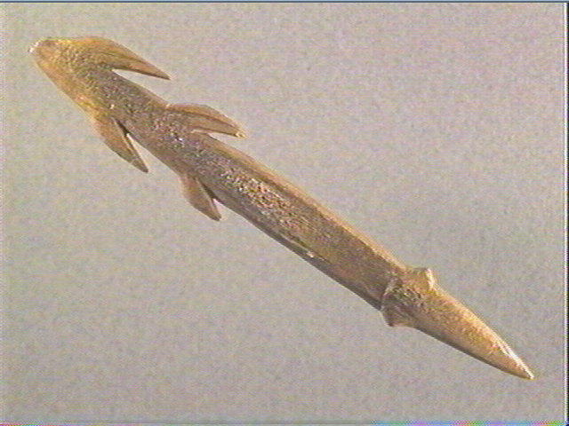 Harpon (à deux rangs de barbelures)_1