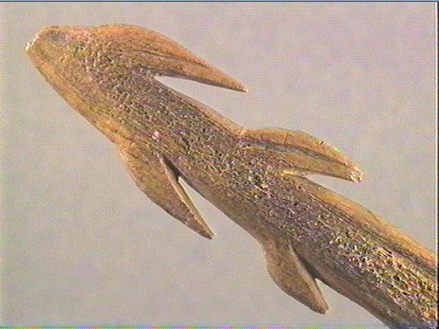 Harpon (à deux rangs de barbelures)_2