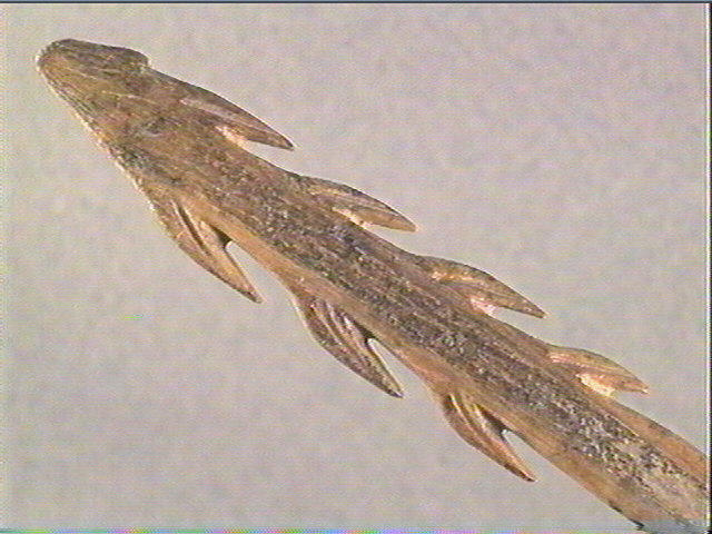 Harpon (à deux rangs de barbelures)_3