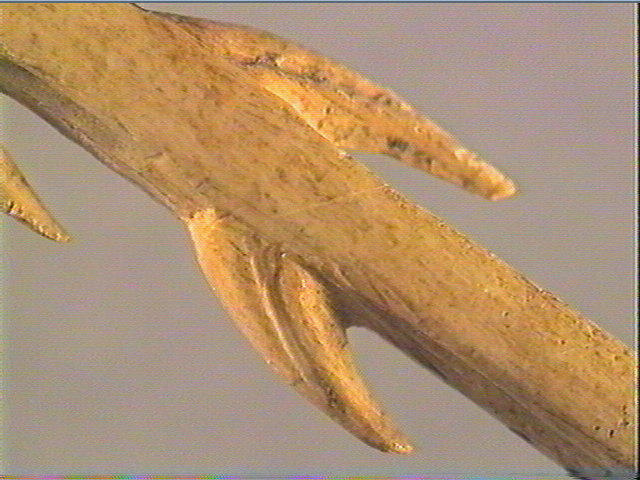 Harpon (à deux rangs de barbelures)_5