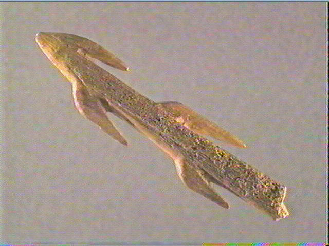 Harpon (à deux rangs de barbelures)_2