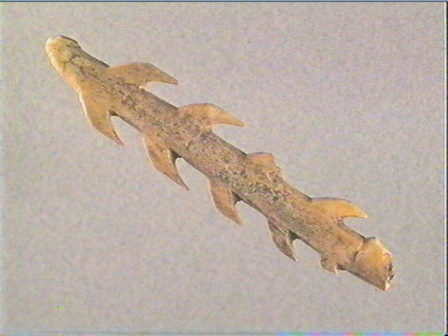 Harpon (à deux rangs de barbelures)_2