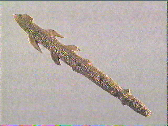 Harpon (à deux rangs de barbelures)_2