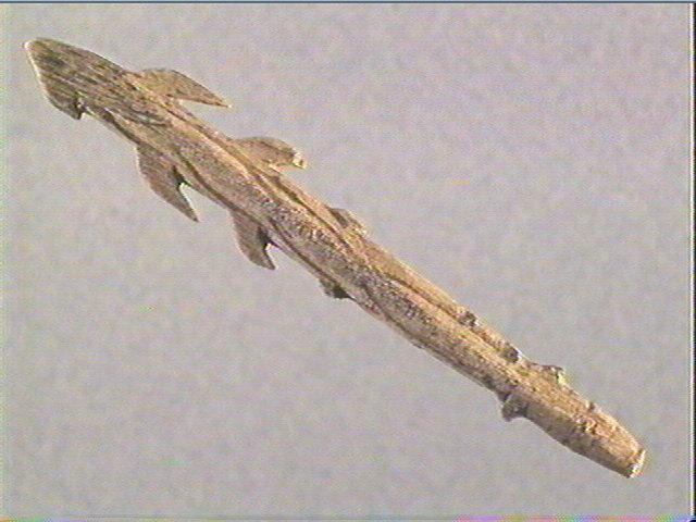 Harpon (à deux rangs de barbelures)_3