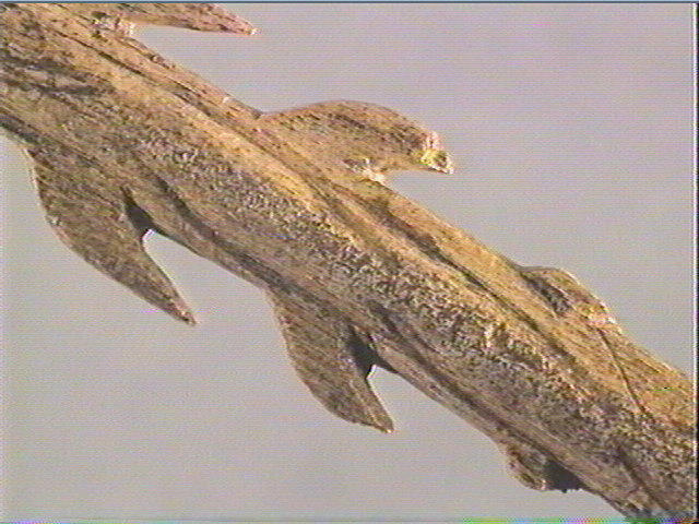 Harpon (à deux rangs de barbelures)_5