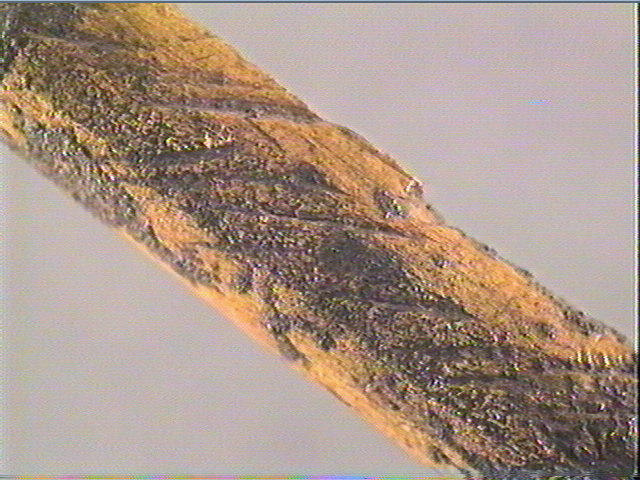 Harpon (à un rang de barbelures)_4