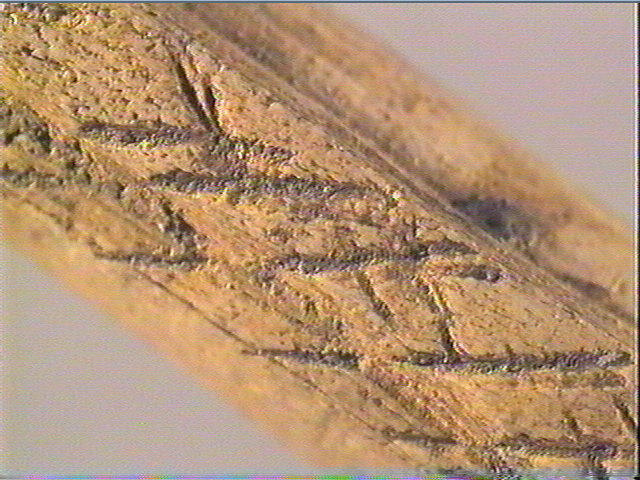 Baguette demi-ronde_5