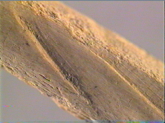Ciseau_4