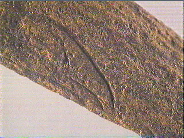 Coin_4