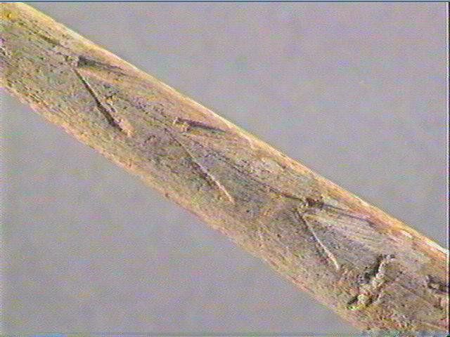Pointe_4