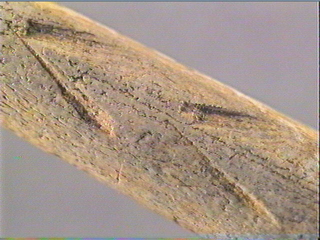 Pointe_5
