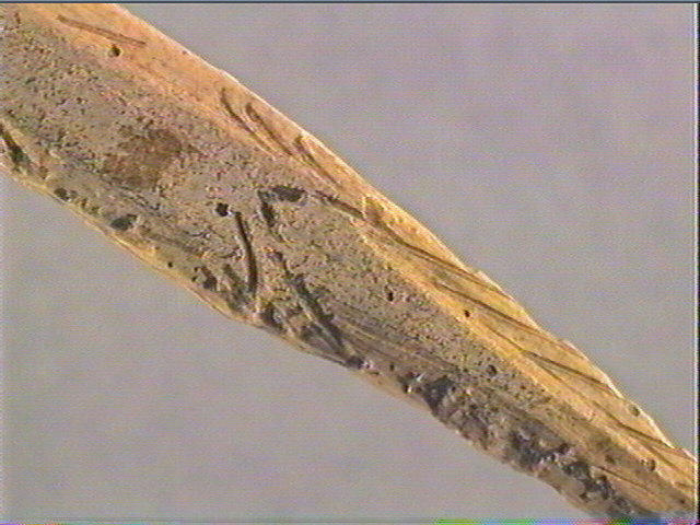 Pointe de sagaie_5