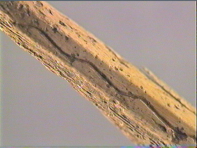 Pointe de sagaie_6