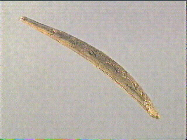 Pendeloque_1