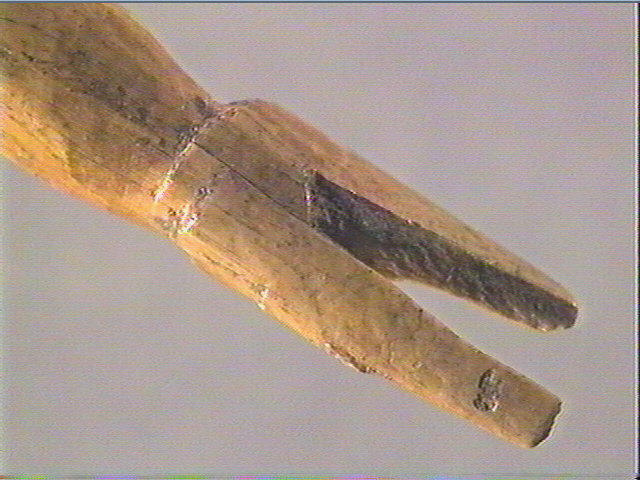 Pendeloque, os indéterminé (oiseau)_5