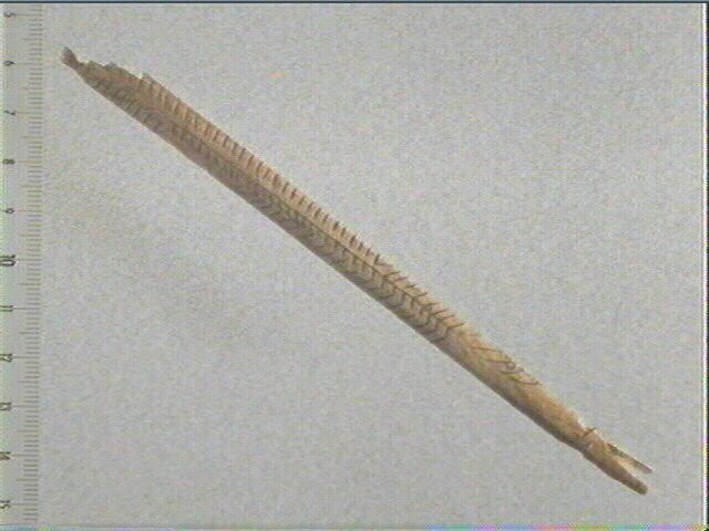 Pendeloque, os indéterminé (oiseau)_0