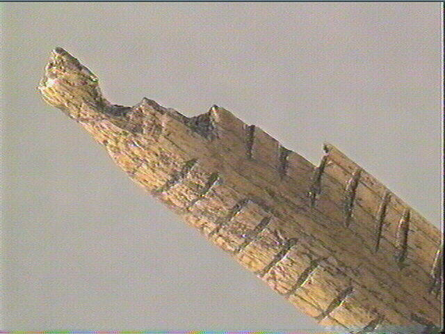 Pendeloque, os indéterminé (oiseau)_2