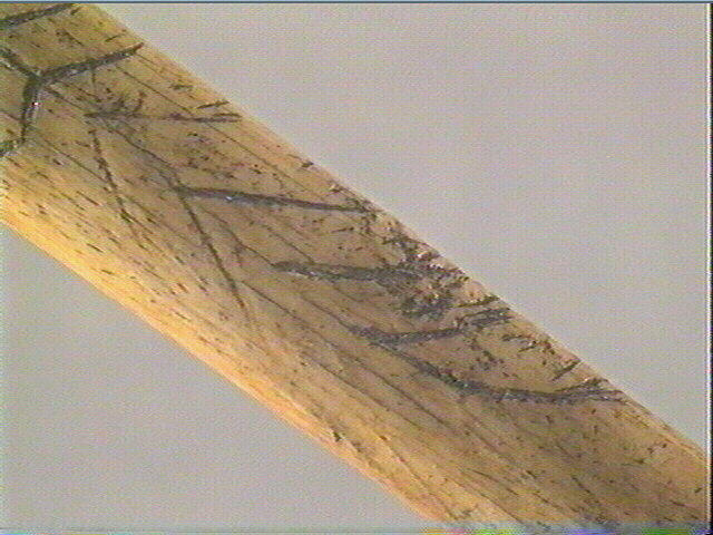 Pendeloque, os indéterminé (oiseau)_4