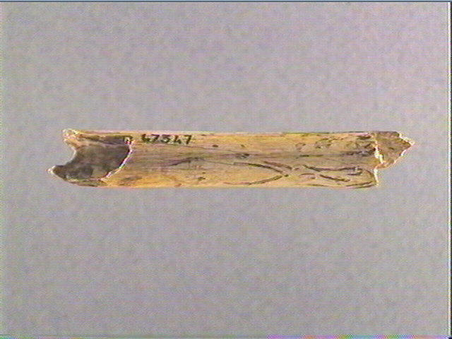 Os indéterminé (oiseau)_1