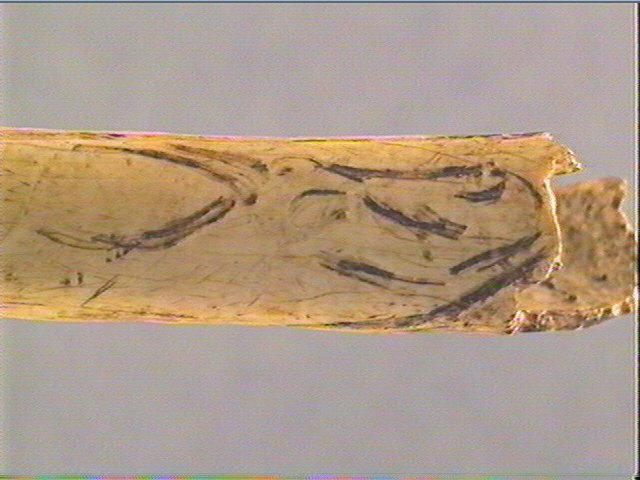 Os indéterminé (oiseau)_3