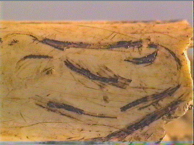 Os indéterminé (oiseau)_4