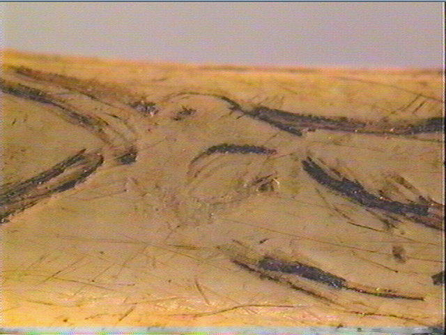 Os indéterminé (oiseau)_5