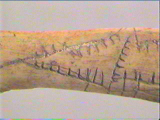 Côte_5