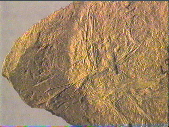 Plaquette (fragment)_4