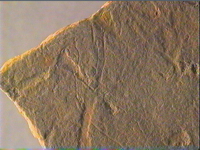 Plaquette (fragment)_3