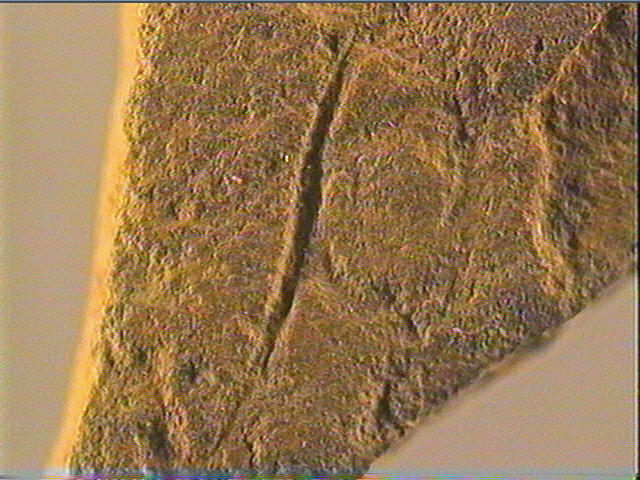 Plaquette (fragment)_6