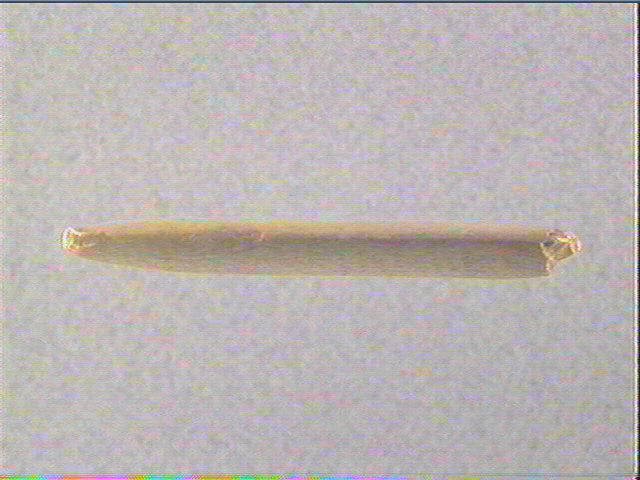Spatule_1