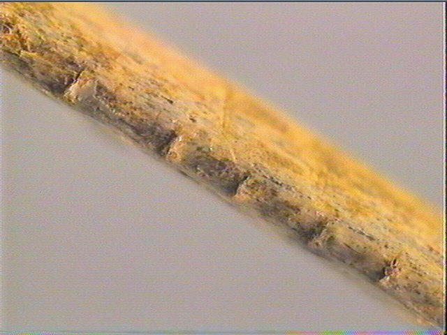 Lissoir_6