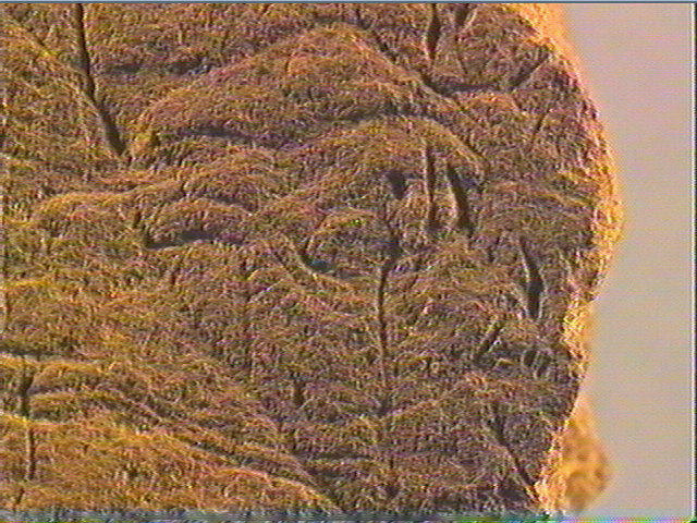 Plaquette (fragment)_6