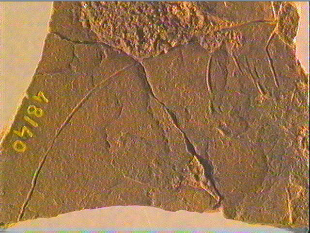 Plaquette (fragment, 2)_5