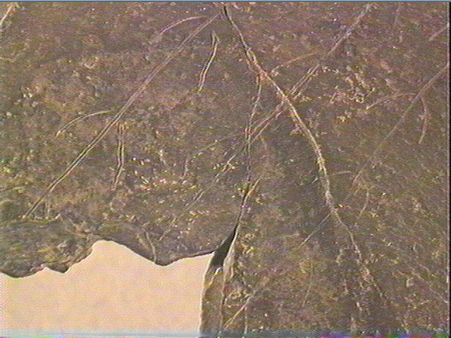 Plaquette (fragment)_4