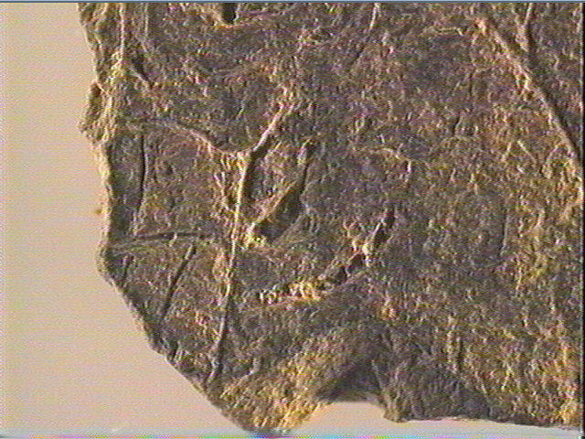 Plaquette (fragment, 2)_5