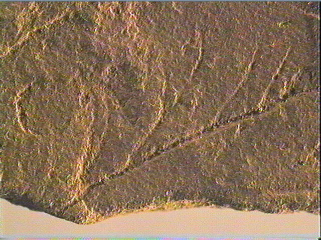 Plaquette (fragment)_4