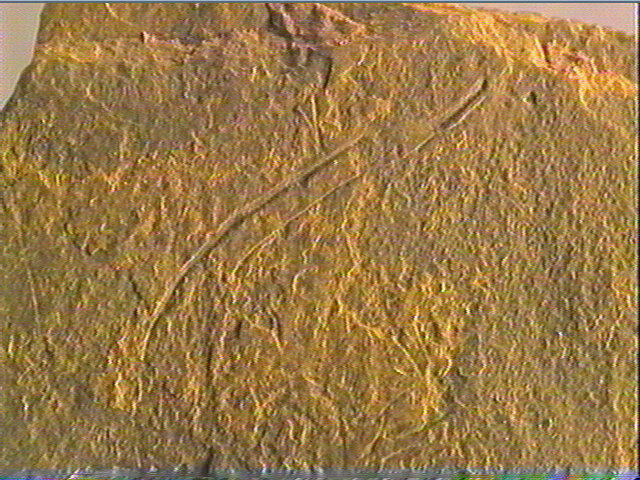 Plaquette (fragment)_3