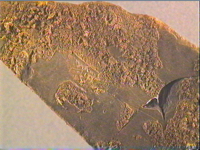 Plaquette (fragment)_3