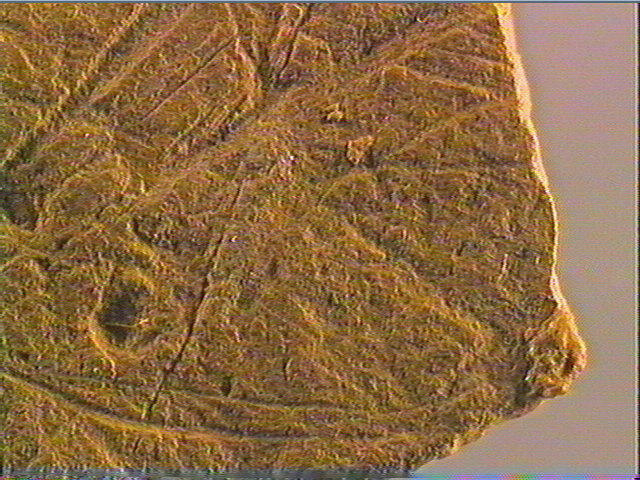 Plaquette (fragment)_5