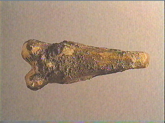 Phalange (bovidé)_1
