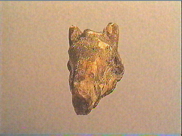 Phalange (bovidé)_3