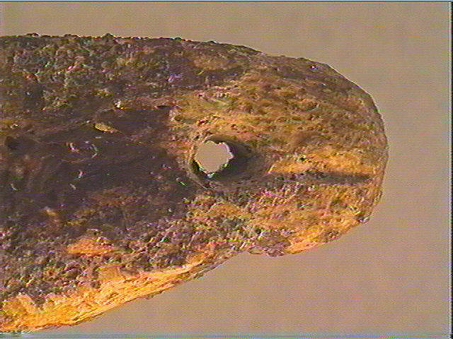Phalange (bovidé)_5