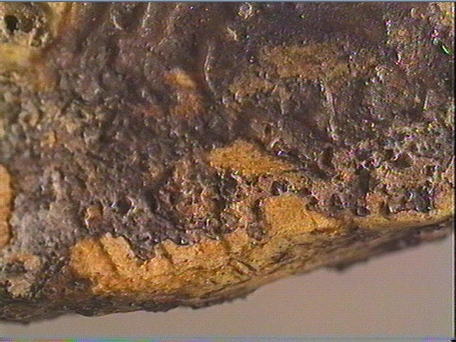 Phalange (bovidé)_6