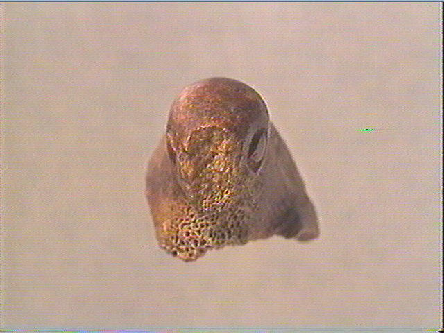 Statuette_1
