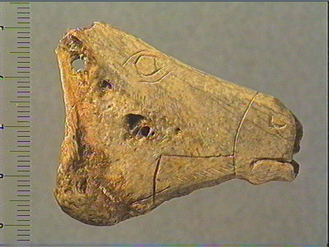 Contour découpé, scapula_0