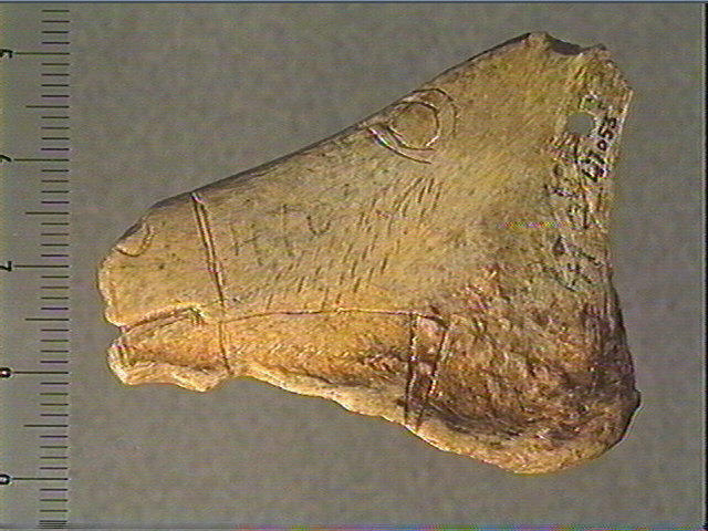 Contour découpé, scapula_1